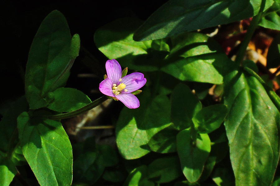 Epilobium obscurum / Garofanino scuro